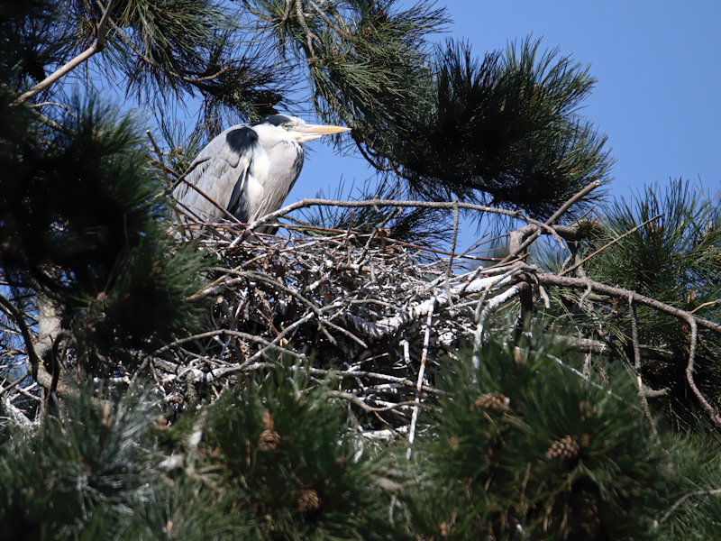 Blauwe reiger (op nest)